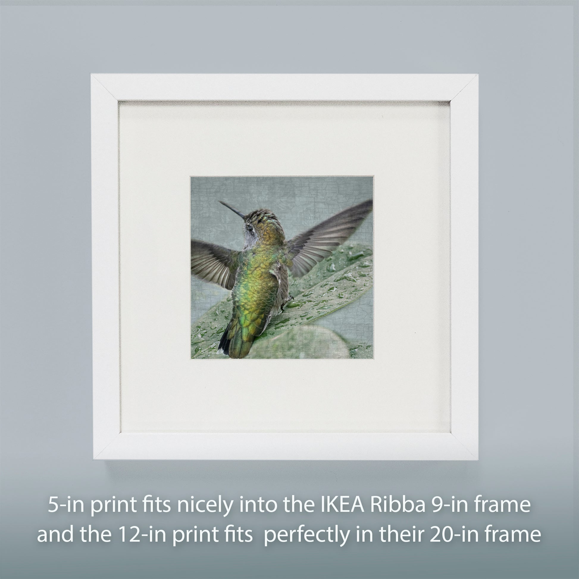 Bathing Hummingbird No.2 in Frame