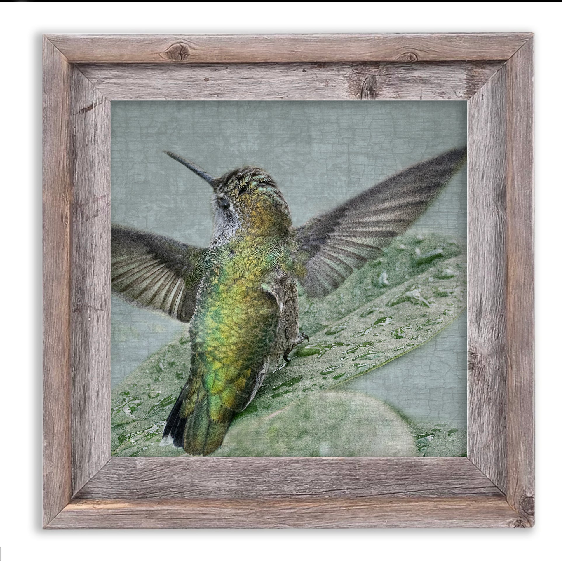 Bathing Hummingbird No.2 in Rustic Frame