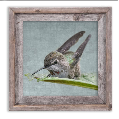 BATHING HUMMINGBIRD No. 1 - Fine Art Print, Garden Birds Series