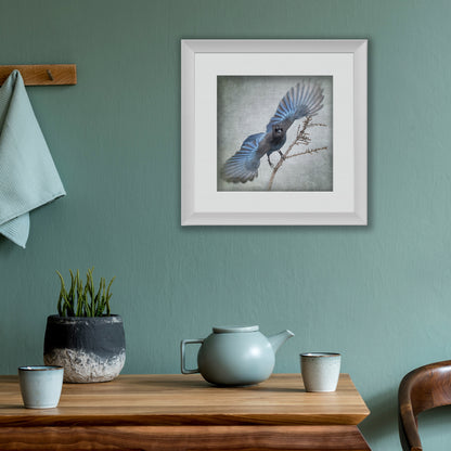 WIDE BLUE YONDER (Steller's Jay) - Fine Art Print, Garden Birds Series