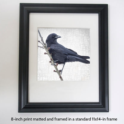 BRANCH CROW - Fine Art Print, Crow Portrait Series