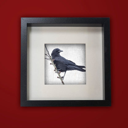 BRANCH CROW - Fine Art Print, Crow Portrait Series