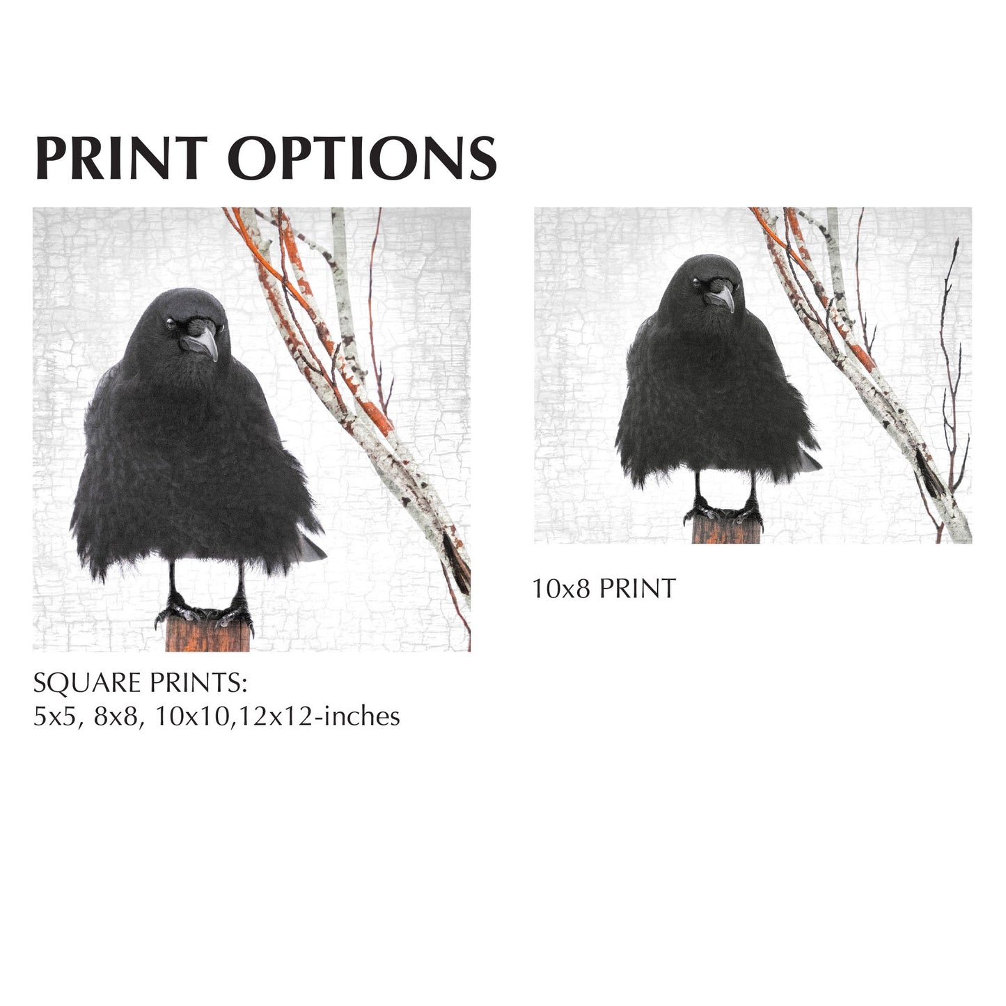 FLOW CROW - Fine Art Print, Crow Portrait Series