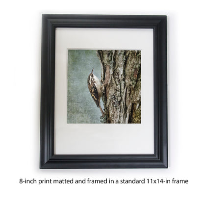 BROWN CREEPER - Fine Art Print, Garden Birds Series