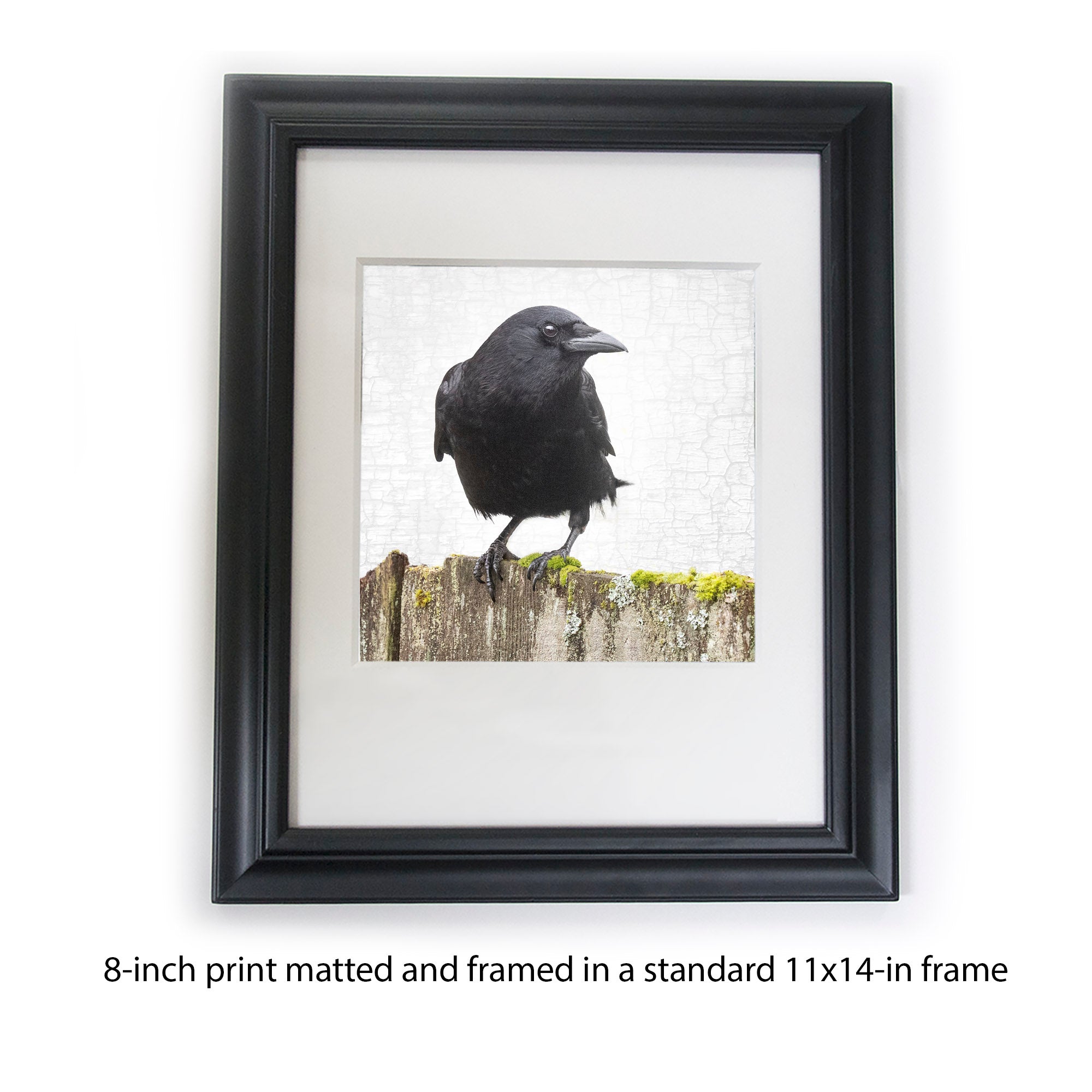 Crow Frame CROW ON A MOSSY FENCE - Fine Art Print, Crow Portrait Series