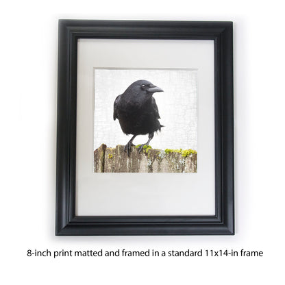 CROW ON A MOSSY FENCE - Fine Art Print, Crow Portrait Series