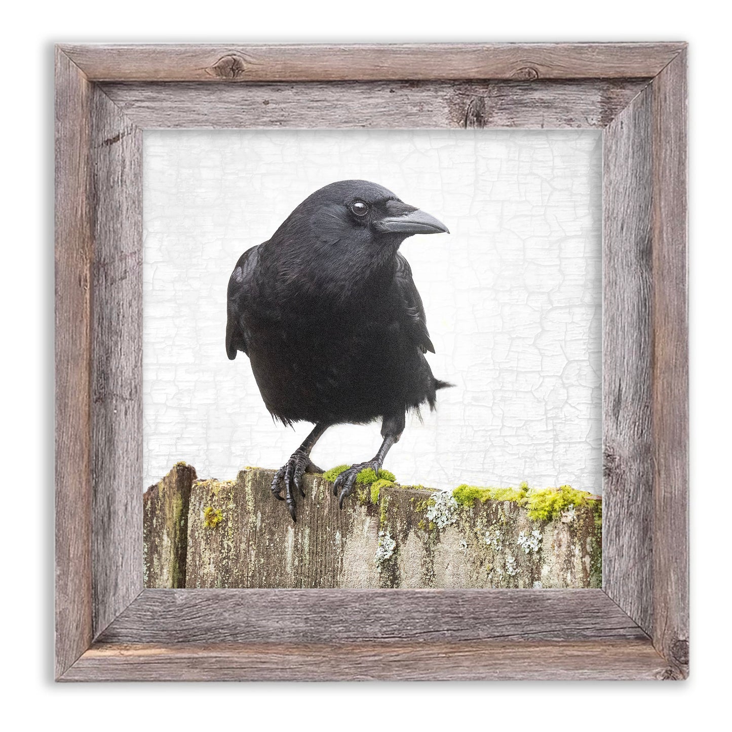 CROW ON A MOSSY FENCE - Fine Art Print, Crow Portrait Series