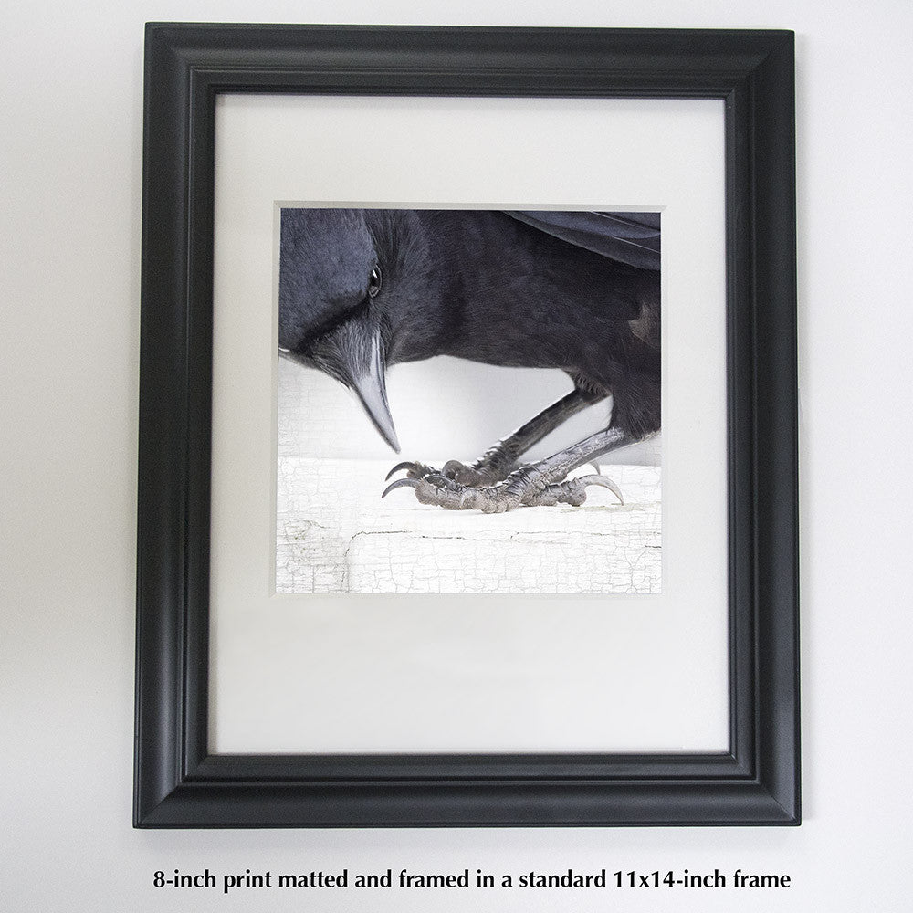 CROW'S FEET - Fine Art Print, Crow Portrait Series