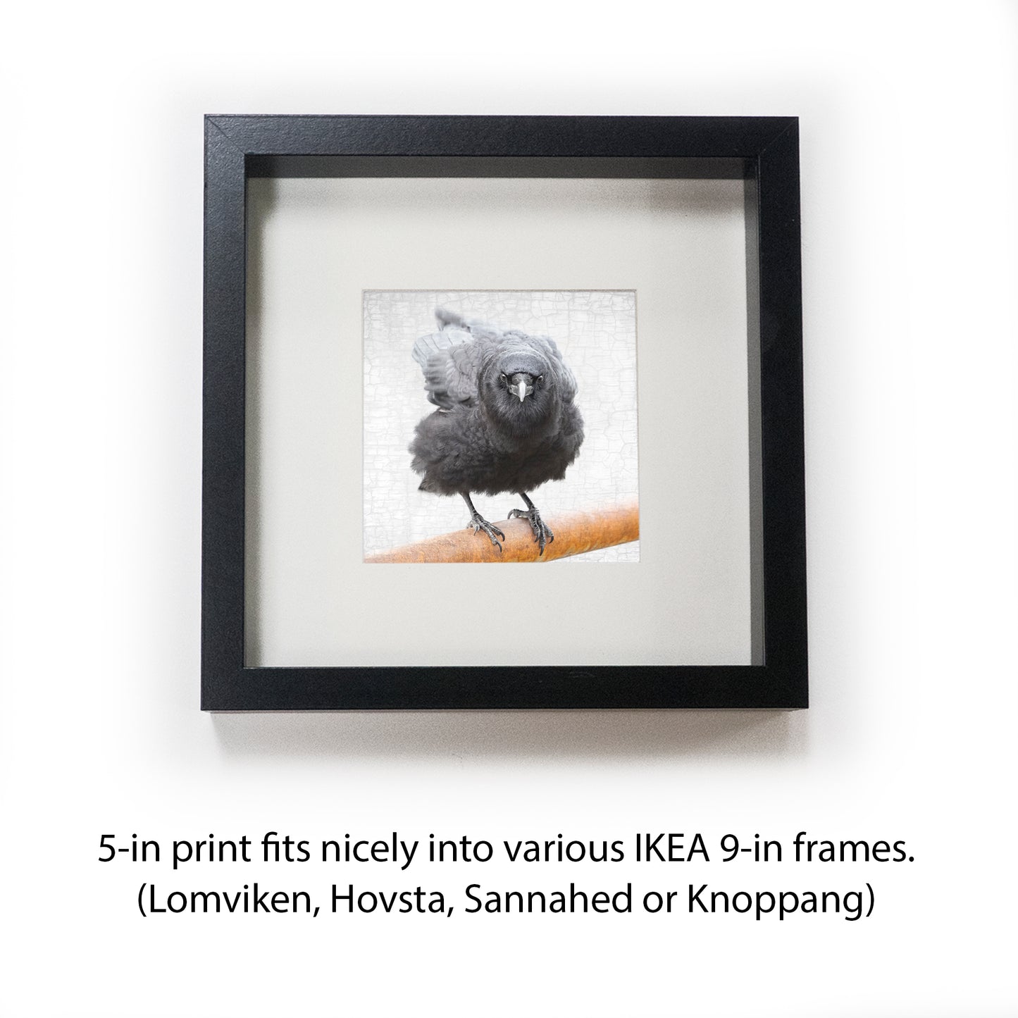 CROW AND RUST - Fine Art Print, Crow Portrait Series