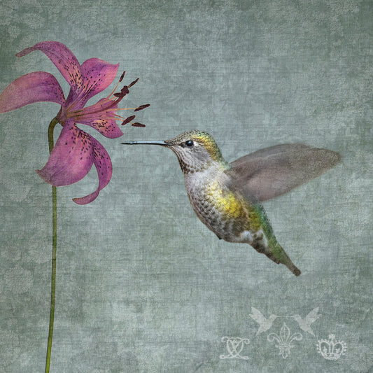 Lily Hummingbird Print