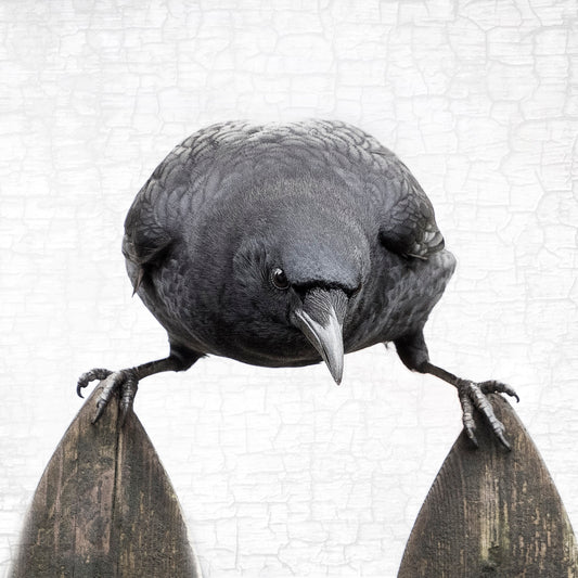 BALANCE - Fine Art Print, Crow Portrait Series