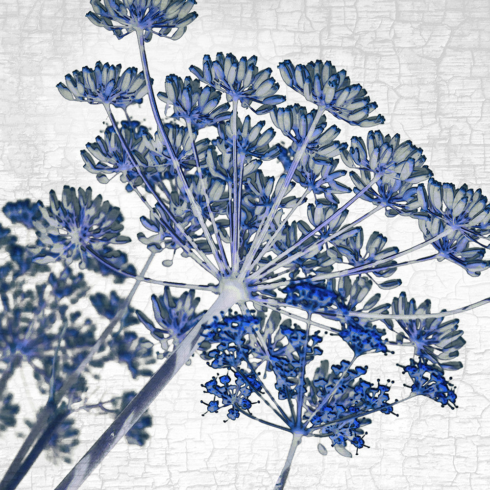 BLUE FENNEL - Fine Art Print, Botanical Blueprint