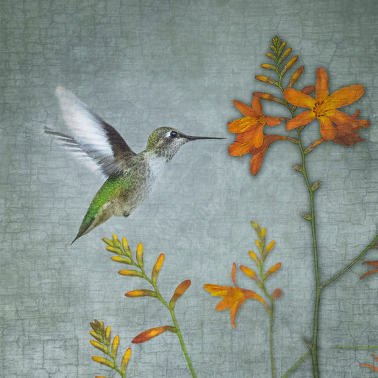 MONTBRETIA HUMMINGBIRD - Fine Art Print, Garden Birds Series