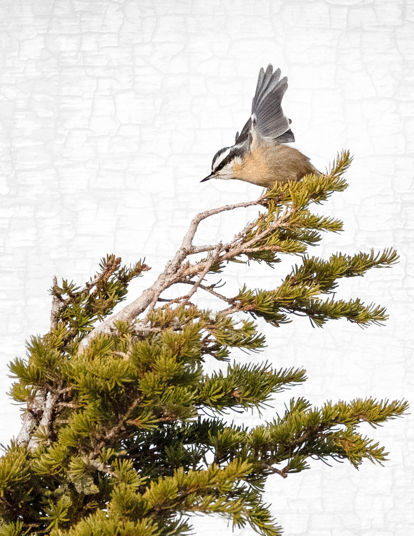 Set of 12 BIRDS Postcards by June Hunter — SALE