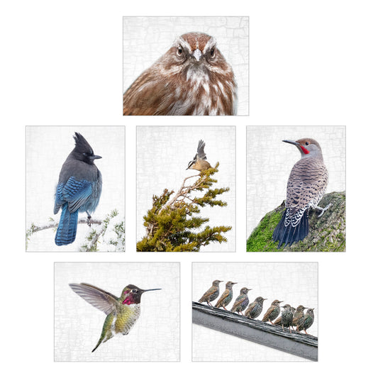 Set of 12 BIRDS Postcards by June Hunter