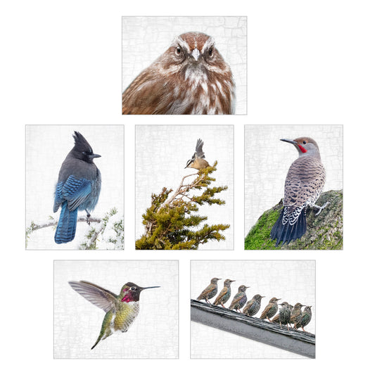 Set of 12 BIRDS Postcards by June Hunter — SALE