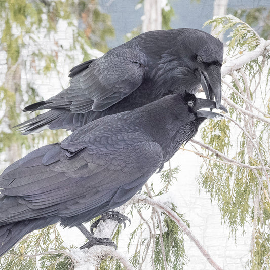 RAVEN KISS - Fine Art Print, Raven Portrait Series