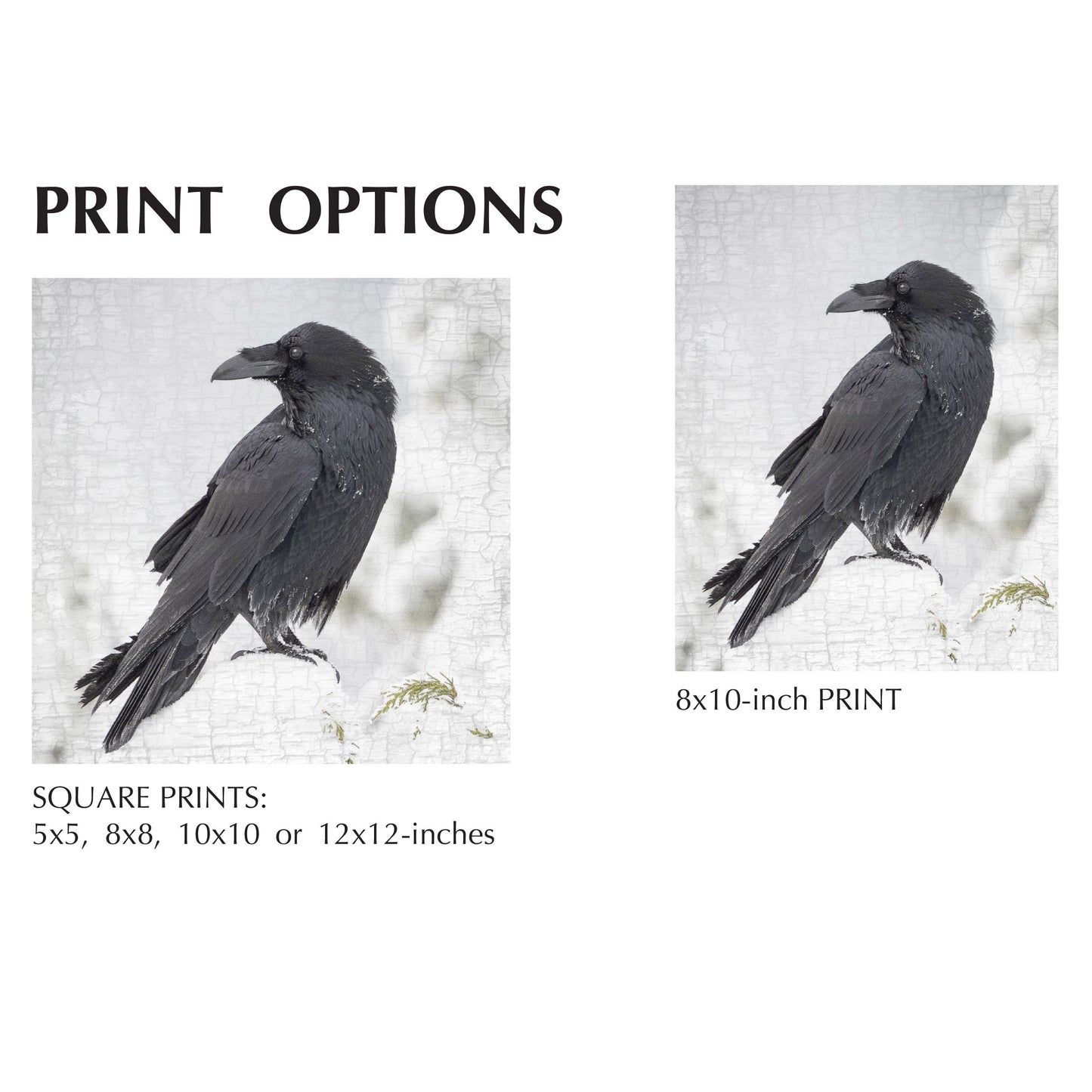 RAVEN LOOKS BACK - Fine Art Print, Raven Portrait Series
