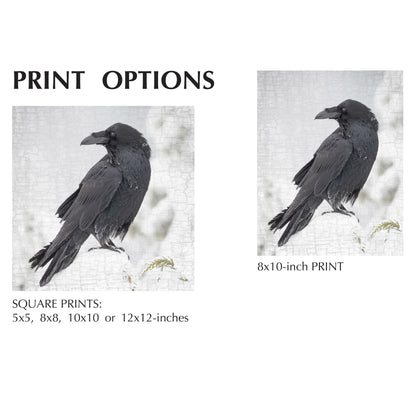RAVEN LOOKS BACK - Fine Art Print, Raven Portrait Series