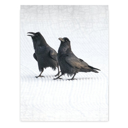 Set of 12 RAVENS Postcards by June Hunter