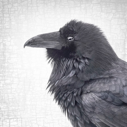 RAVEN REALM - Fine Art Print, Raven Portrait Series