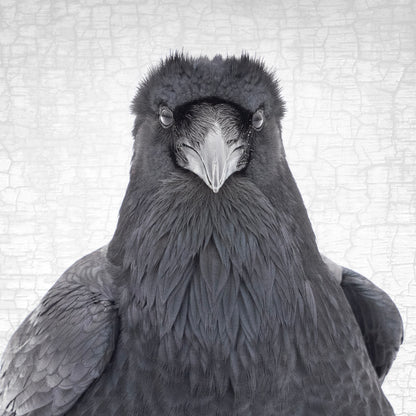 RAVEN CELEBRITY - Fine Art Print, Raven Portrait Series