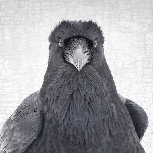 RAVEN ROCK STAR - Fine Art Print, Raven Portrait Series