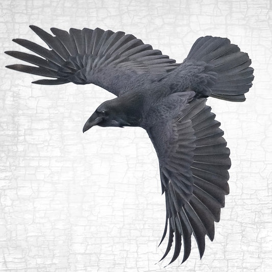 RAVEN'S WINGS - Fine Art Print, Raven Portrait Series