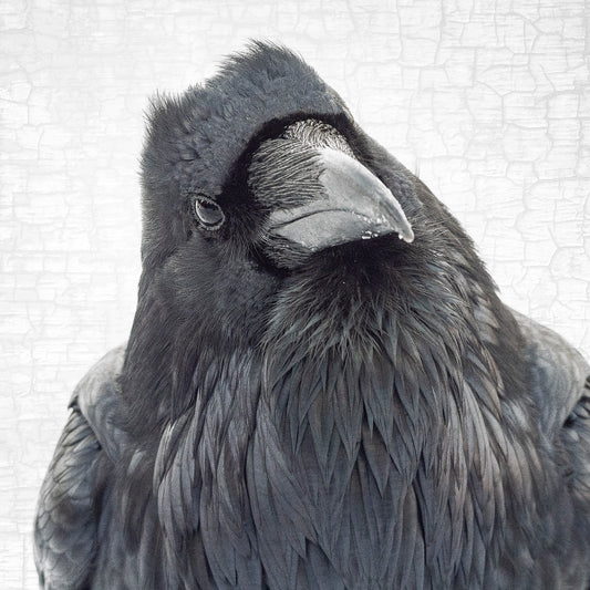 THE THINKER - Fine Art Print, Raven Portrait Series