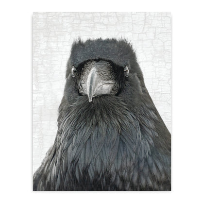 Set of 12 RAVENS Postcards by June Hunter