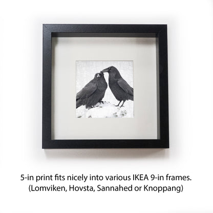 RAVEN LOVE 1 - Fine Art Print, Raven Portrait Series