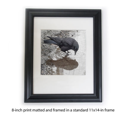 TIME FOR REFLECTION - Fine Art Print, Crow Portrait Series