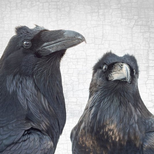 SCENES FROM A MARRIAGE 2 - Fine Art Print, Raven Portrait Series