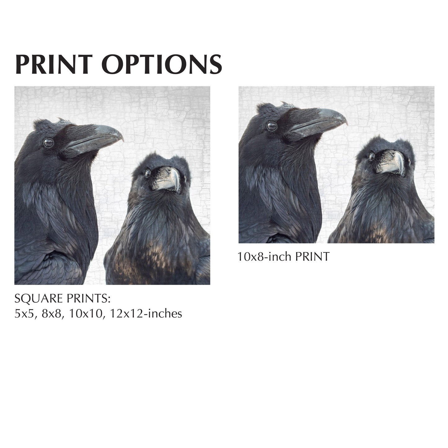 SCENES FROM A MARRIAGE 2 - Fine Art Print, Raven Portrait Series