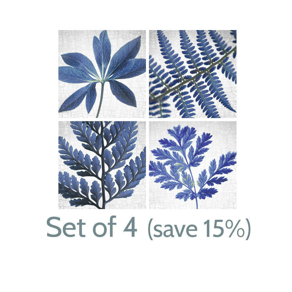 BLUE FENNEL - Fine Art Print, Botanical Blueprint