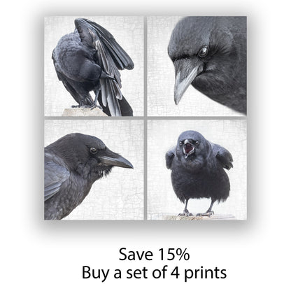 A LOCAL NEWS SOURCE - Fine Art Print, Crow Portrait Series