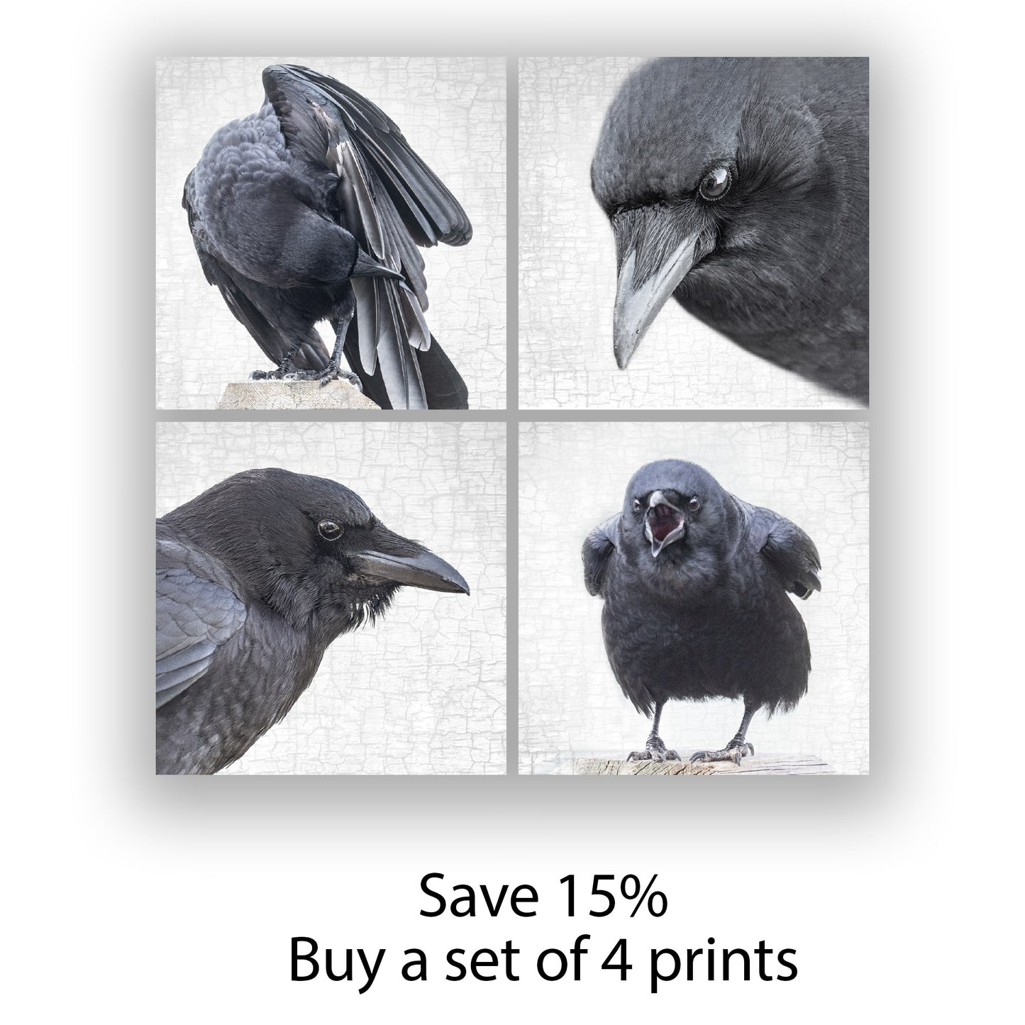CROW WITHOUT A PEARL EARRING - Fine Art Print, Crow Portrait Series