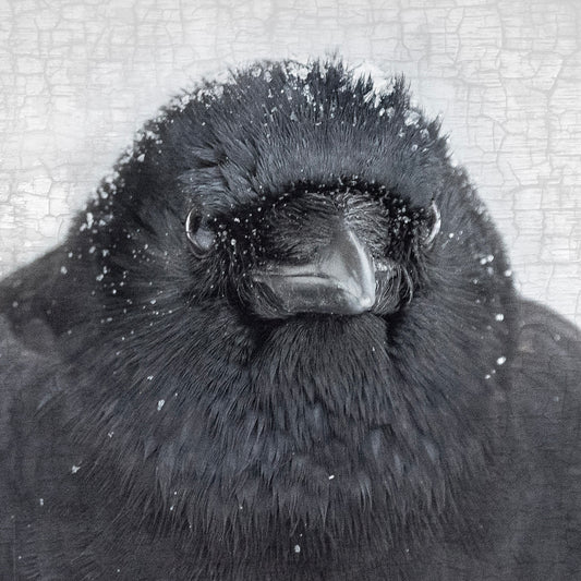 STOIC CROW - Fine Art Print, Crow Portrait Series