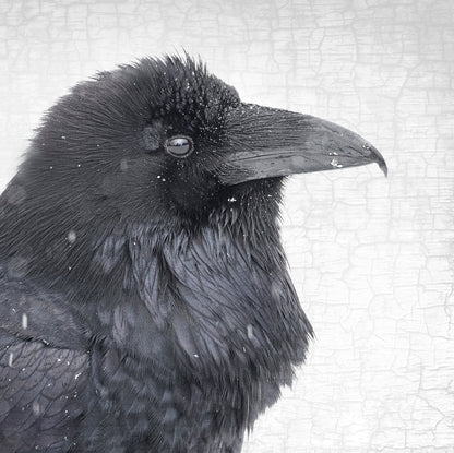 SNOW RAVEN - Fine Art Print, Raven Portrait Series