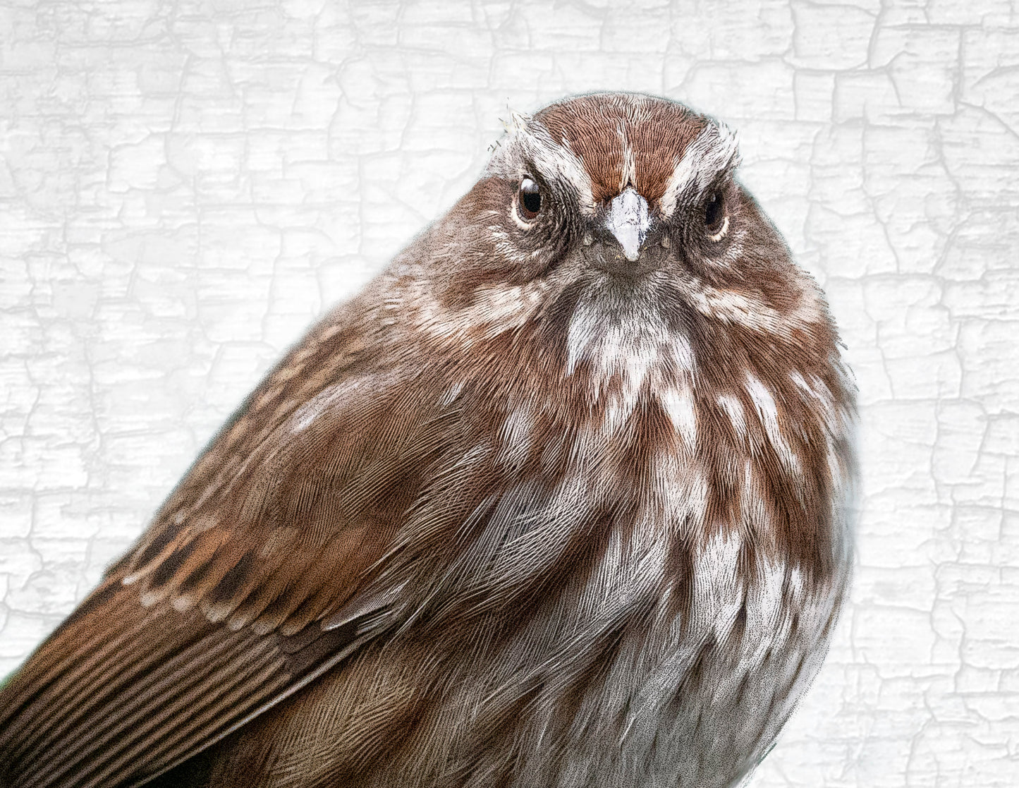 Set of 12 BIRDS Postcards by June Hunter — SALE