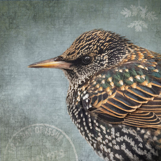 COMMON STARLING - Fine Art Print, Garden Birds Series