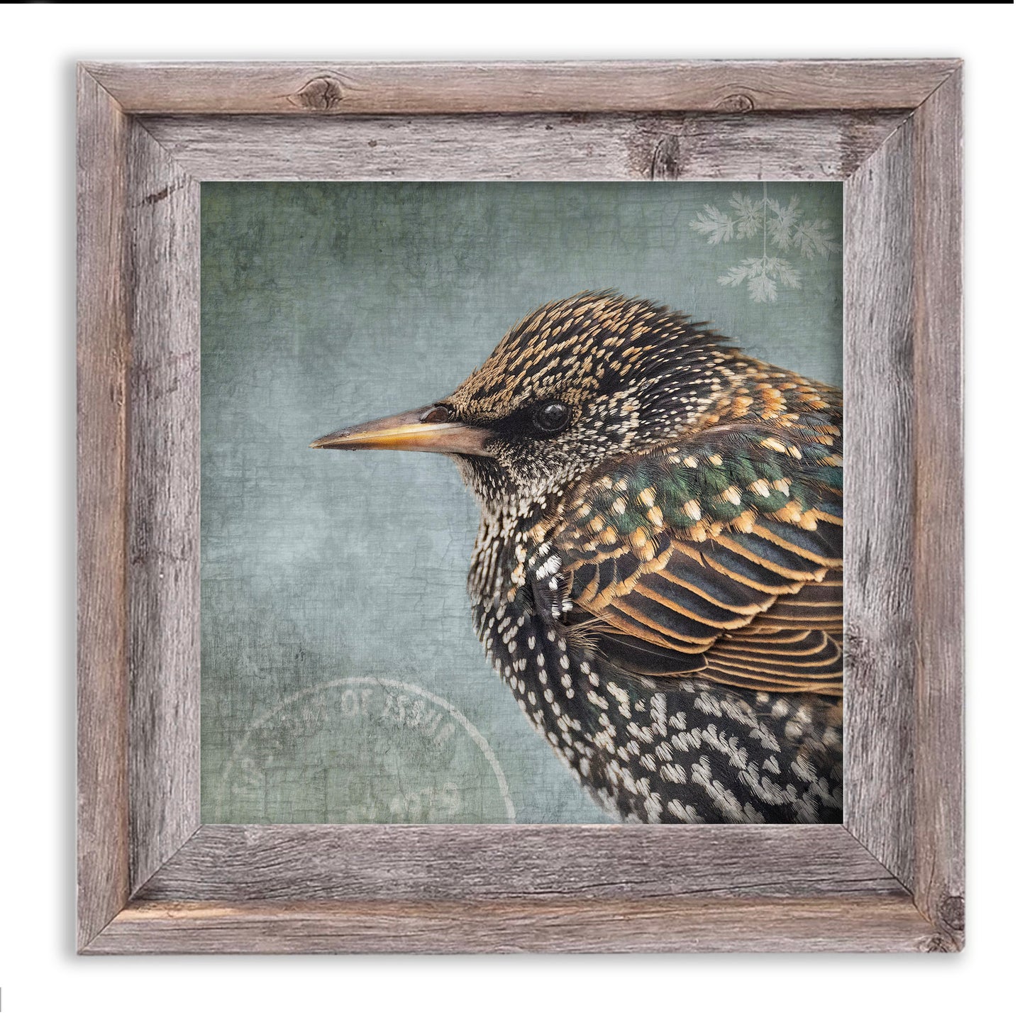 COMMON STARLING - Fine Art Print, Garden Birds Series