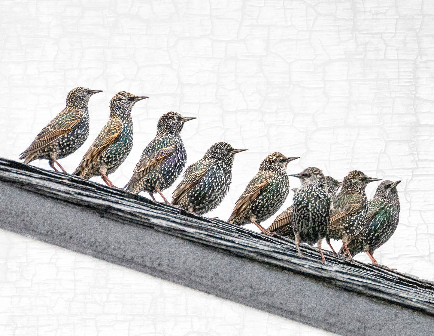 Set of 12 BIRDS Postcards by June Hunter — SALE