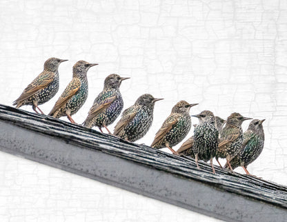 Set of 12 BIRDS Postcards by June Hunter — SALE