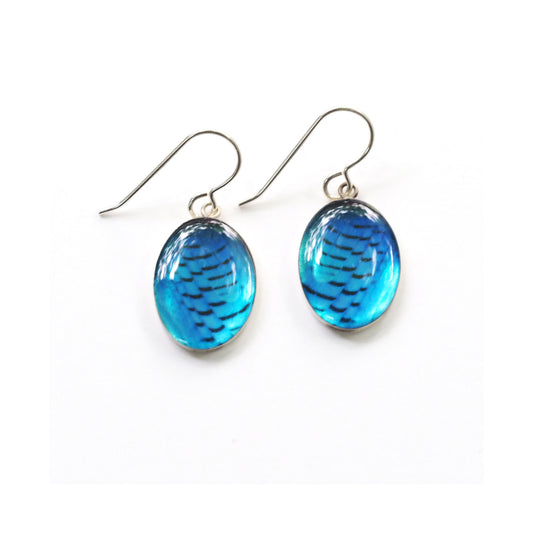 STELLER'S JAY FEATHERS - Large Oval Earrings, Silver and Resin