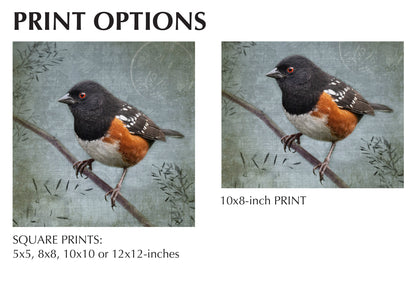 SPOTTED TOWHEE - Fine Art Print, Garden Birds Series