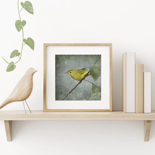 ORANGE CROWNED WARBLER - Fine Art Print