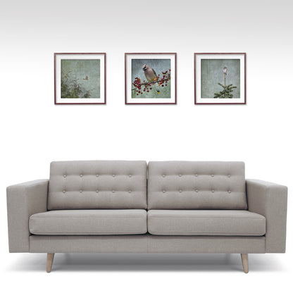 ROBIN AND CEDARS - Fine Art Print, Garden Birds Series