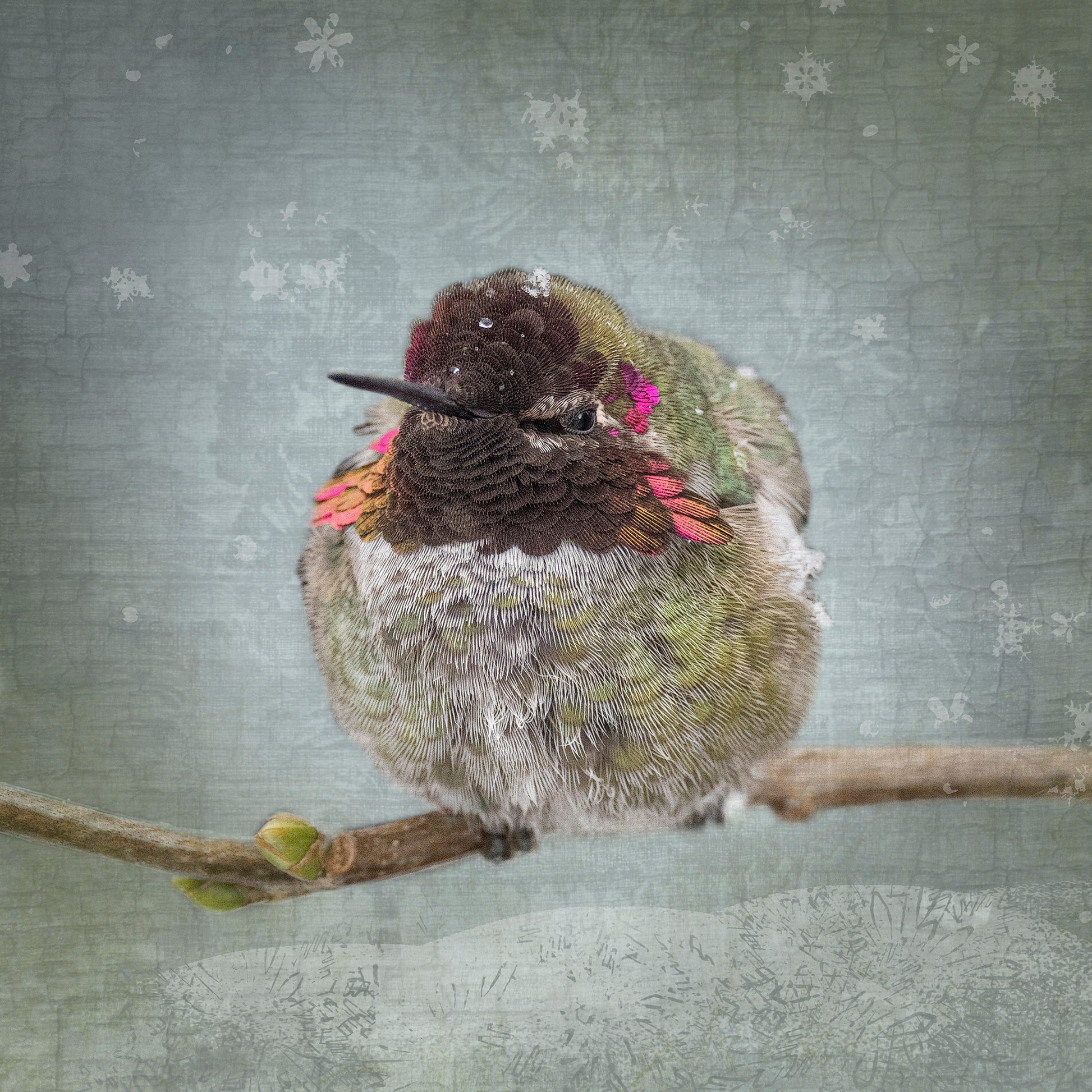 Winter Hummingbird by June Hunter